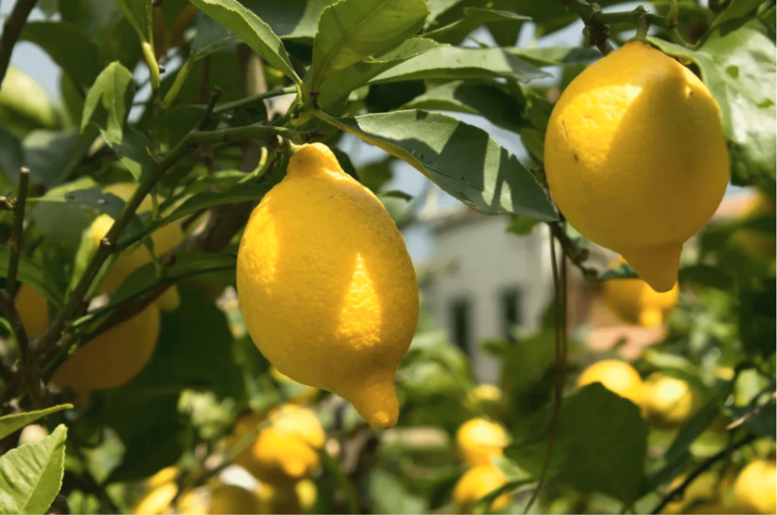 Lemons for tea