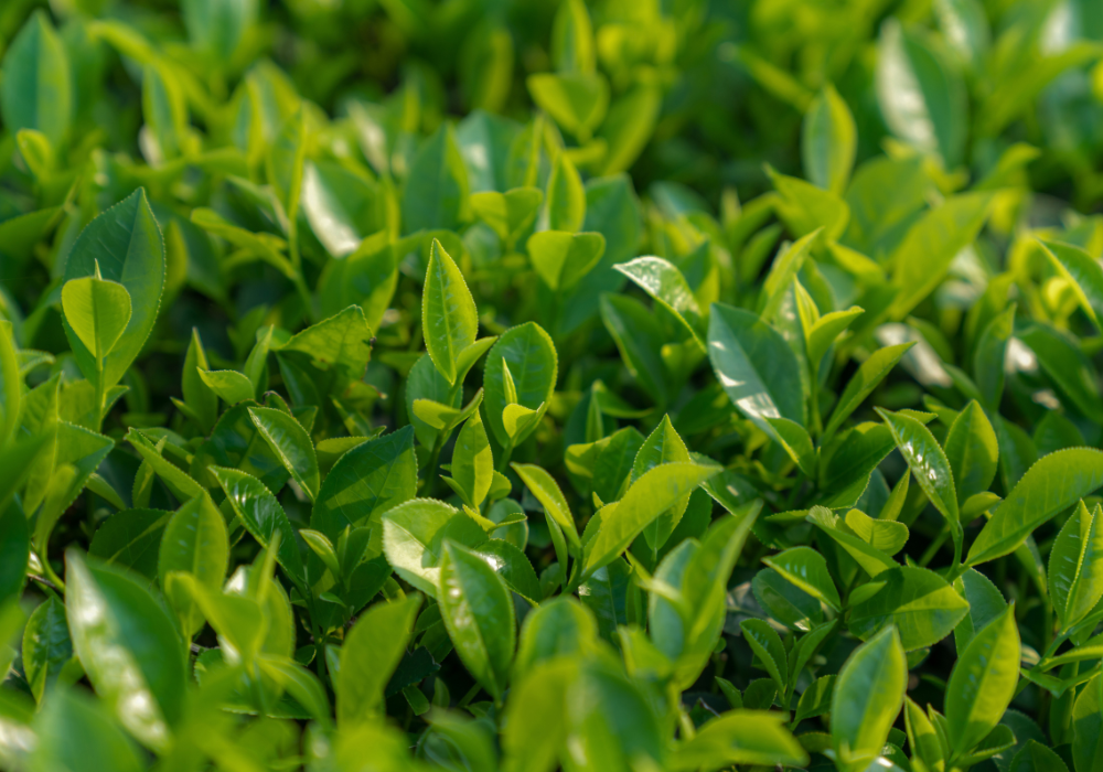 tea plant